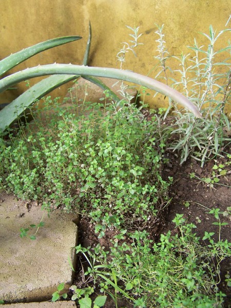 Herb Bed